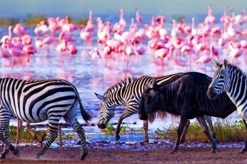 Naivasha Kenya