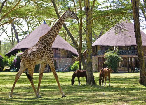 Naivasha