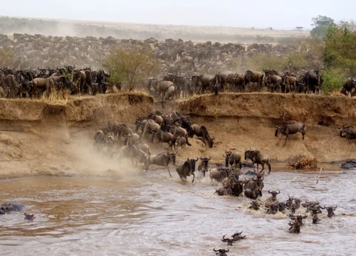 Masai Mara Unforgettable Wild Adventure – 3 Days Safari Escape